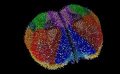 Brain Simulation Cortex Arkhipov Neurons Mouse