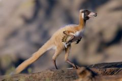 Dinosaurs Alnashetri La Buitrera Apestegu Iacute A Alvarezsaurs Fossils