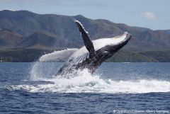 Whales Age Males Whale Population South Pacific