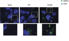 Virus Nsp15 Cov Sars Cov System Defenses