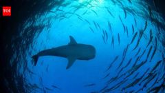 Shark Sharks Bull Bull Sharks Conditions South Wales