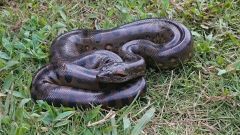 Anacondas Years Size Snake Snakes Miocene