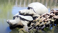Turtles Stagg Turtle Chonk Meyer Chicago River