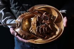 Crabs Crab Massachusetts Horseshoe Blood Eli Lilly