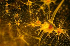 Neurons Brain Neurogenesis Super Agers' Researchers People