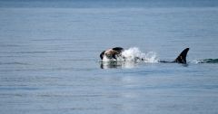 Calf Orca Washington State Tahlequah Whale San Diego