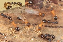 Species Ant T Kinomurai Queens Queen Workers