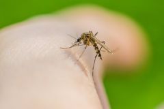 Mosquitoes H Erectus Blood Human Blood Study Humans