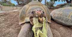 Galapagos Tortoises Zoo San Diego Galapagos Tortoise Years International Union