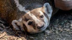 Badgers Species Fisher St Clair British Columbia Badger