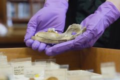 Dogs Genes Years Scientists Wolves Dog