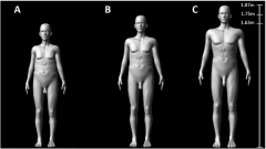 Size Penis Study Selection Figures Penis Size