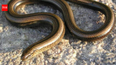 Worms Snakes Slow Worms Garden Slugs Worm