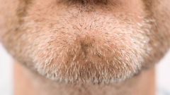 Testicles Evolution Size Chin Body Species