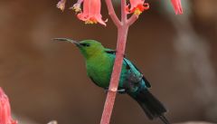 Sunbirds Nectar Tongue Hummingbirds South Africa Bowie