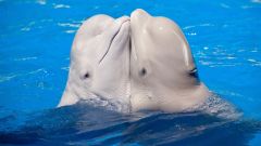 Males Whales Time Whale Scientists Calves