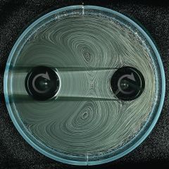 Fluid Gears Teeth Leif Ristroph Jesse Etan Smith Researchers