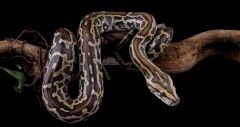 Population Python Population Pythons Python Temperatures Snakes