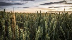 St Catherine Seal Braniewo Battle Adrian Klos Field