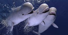 Belugas Whales Alaska's Beluga Whales Evidence Study Diversity