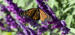 Mexico Population Coastal California Xerces Society Monarch Monarchs