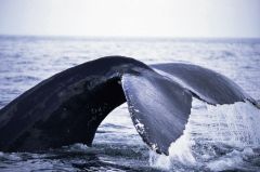 Whales Sperm Whale Dominica United States Trail