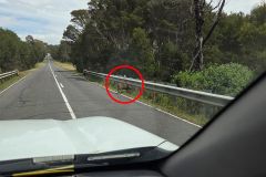 Species Yahoo News Deer Hog Yarra Valley Australia's