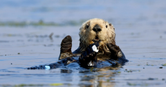 Sea Otters Sea Otters Sea Otter Animals Otter