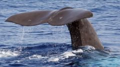 Whales Birth Sperm Whale Observations Team