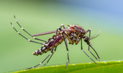 Mosquitoes Ad Free Ad Experience Members Nautilus Members