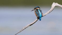 Species List Birds Extinction Conservation Bird