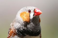 Oxygen Retina Eyes Birds' Retinas Blood