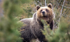 Bears Apennine Brown Bears Experience Ad Ad Free Members