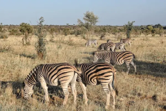 Masai Mara Nairobi National Park Nature People Grass Animals