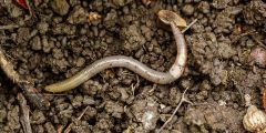 Worm Colorado Department Worms Agriculture Western States Cda