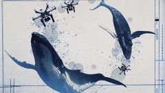 Whales Arctic Marine Life Disease Npr Species Whale Arctic Circle