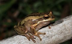 Trade Frog Fungus Spread Meat Trade Data
