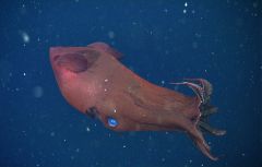 Vampire Squid Genome Squid Octopuses Vampire Octopus