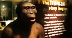 Species Lucy Ancestor East Africa A Lucy's