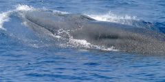 Oil Gulf Species Exemption Rice's Whales