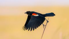 Bird Birds Decline Study North America Species