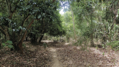 Species October Researchers Bark Scientists Borneo