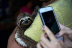 Sloths Animals Costa Rica Species Sloth Brazil