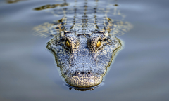 Experience Ad Ad Free Members Nautilus Members Predators