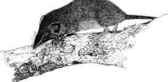 Species Shrews Shrew Christmas Island Shrew Extinction Christmas Island