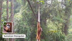 Bridge Orangutans Road Forest Canopy Bridges