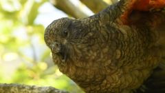 Bruce Beak Alpha New Zealand Kea Ximena Nelson Bruce