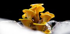 Golden Oyster Mushrooms Fungi Species North America Golden Oyster Mushrooms