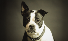 Heartworms Dogs Ad Experience Ad Free Members