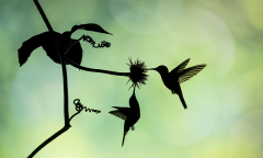 Costa Rica Hummingbirds Heliodoxa Jacula Ad Free Ad Members